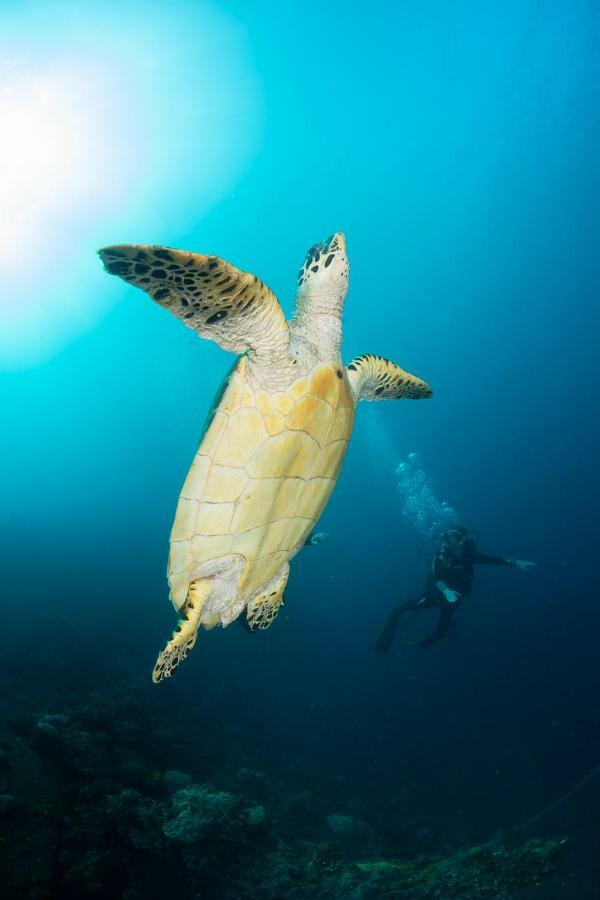 Bali Dive Resort Amed ภายนอก รูปภาพ