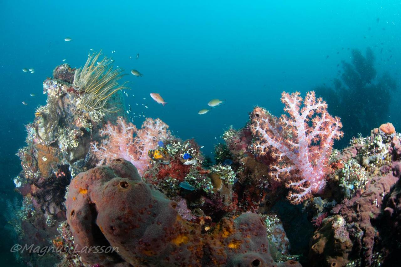 Bali Dive Resort Amed ภายนอก รูปภาพ